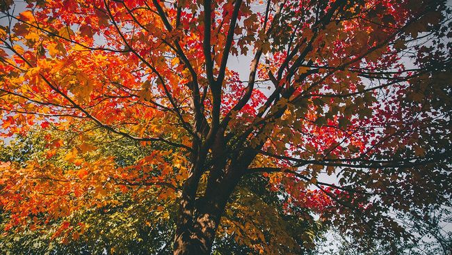 Tree changing colors in the fall