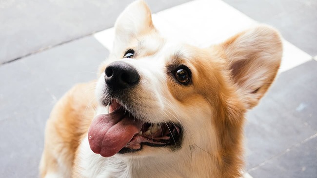 White and brown Welsh Corgi sitting on floor