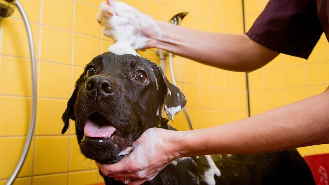 Dog bathing in dog shower station