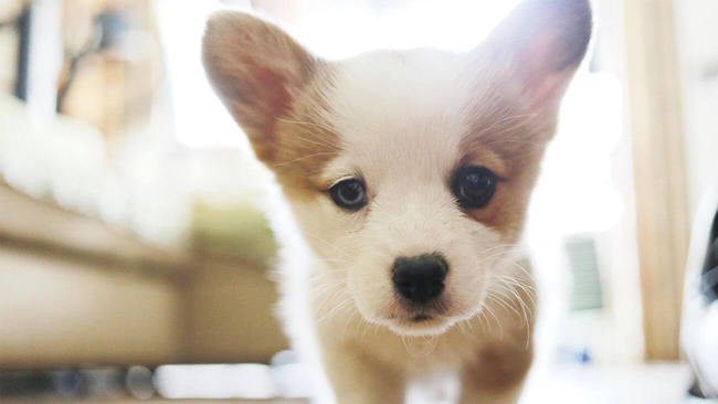 Puppy walking through living room at home.