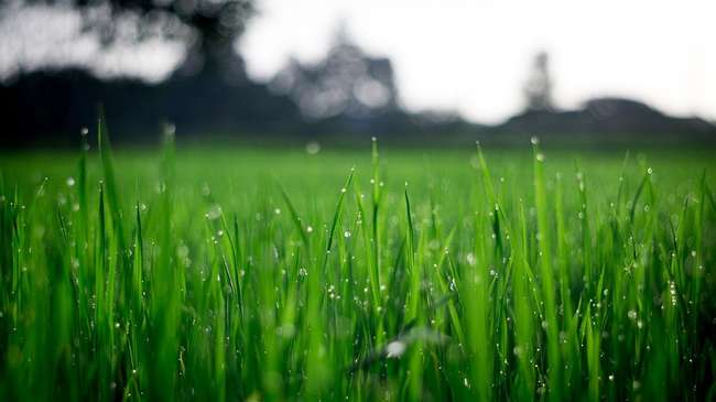 Weed free green lawn